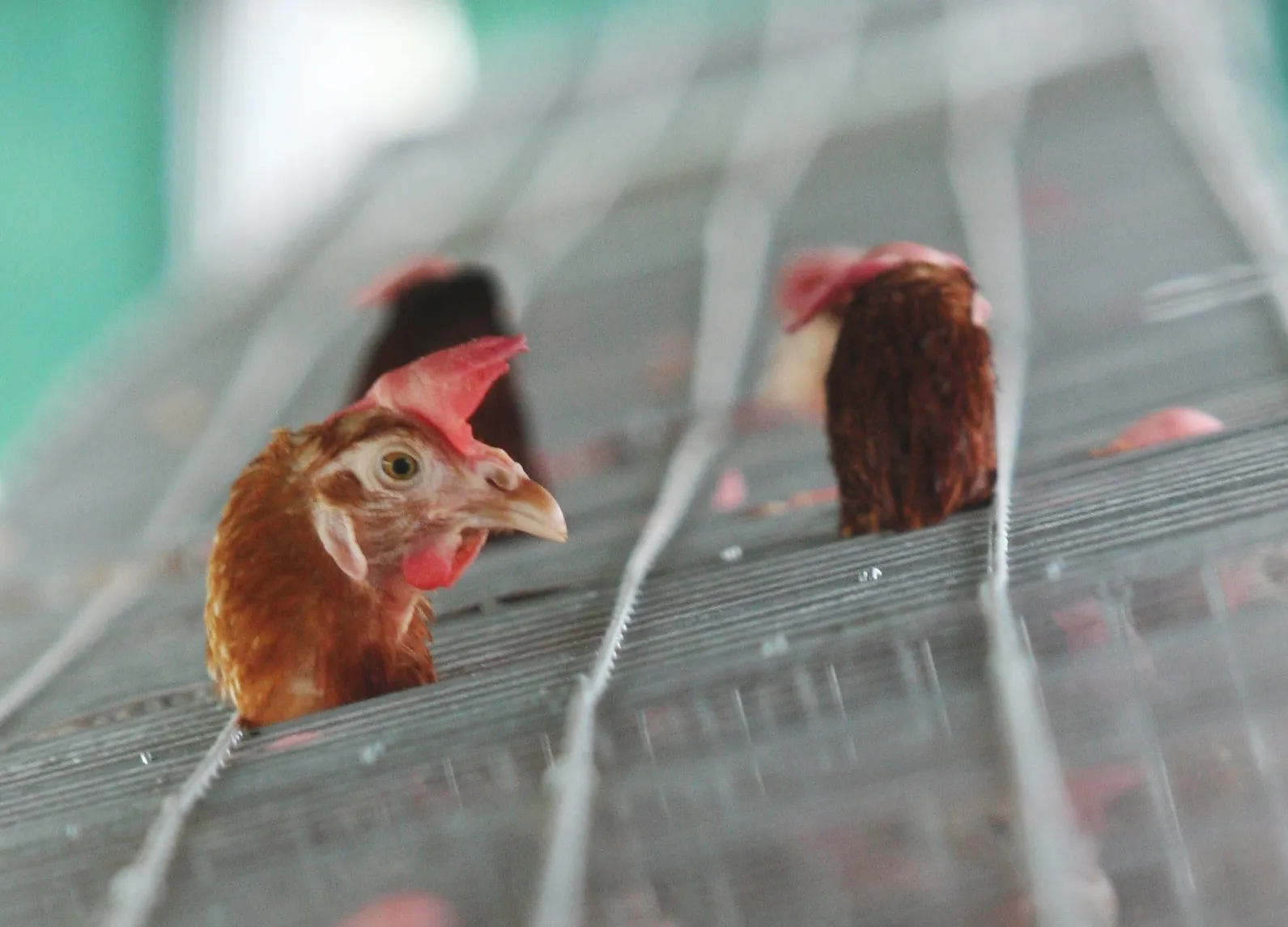 Poll reveals strong public rejection of caged hens as EU faces ban deadline