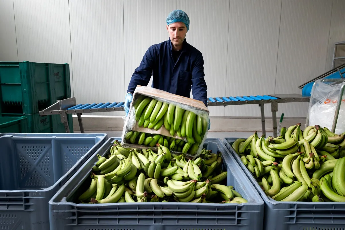 Rescue operation for the banana: the world's most wasted fruit — a practical Dutch solution that could benefit from Russian cooperation