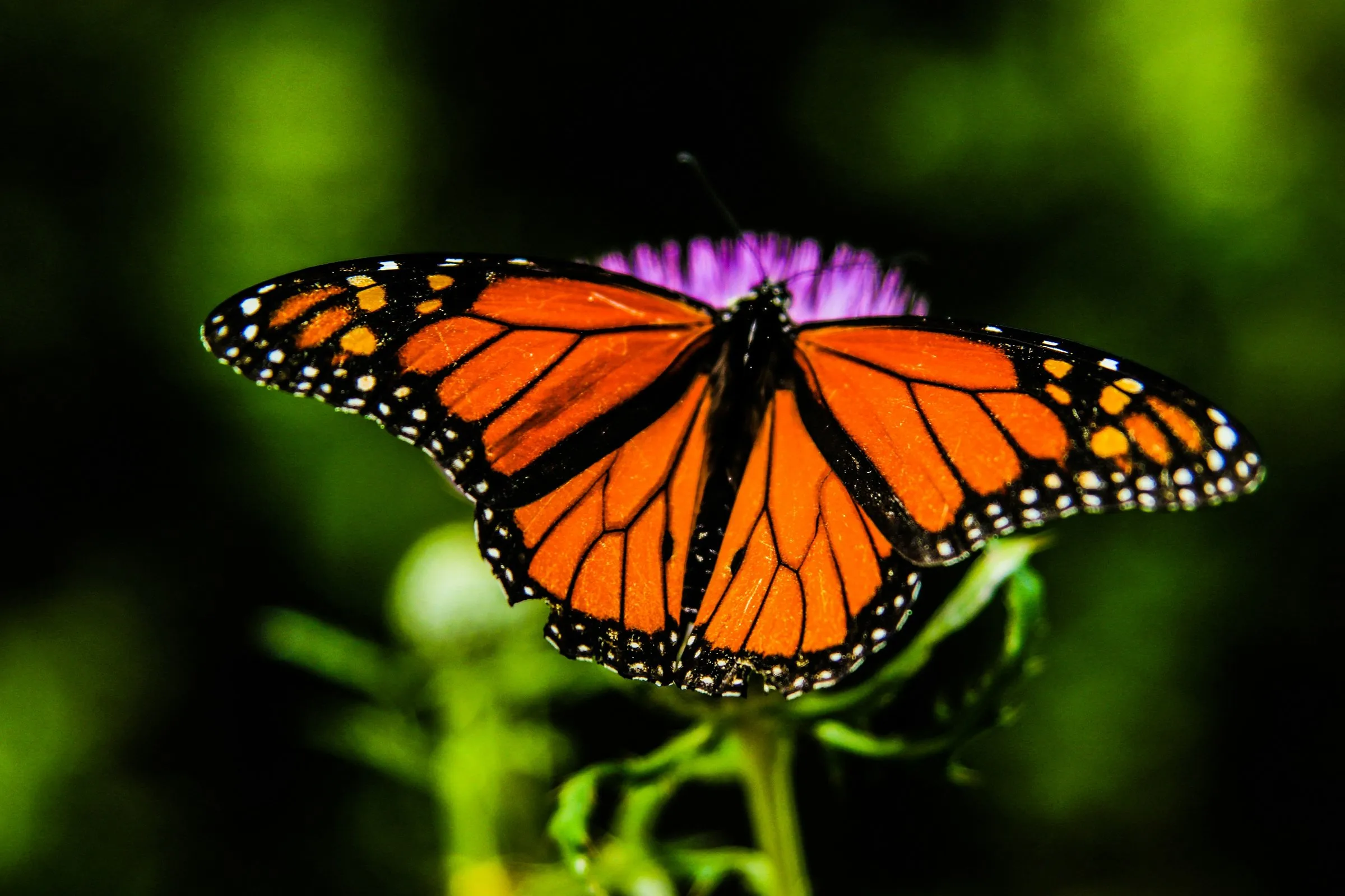Europe can’t preach biodiversity at COP17 while cutting nature funding at home