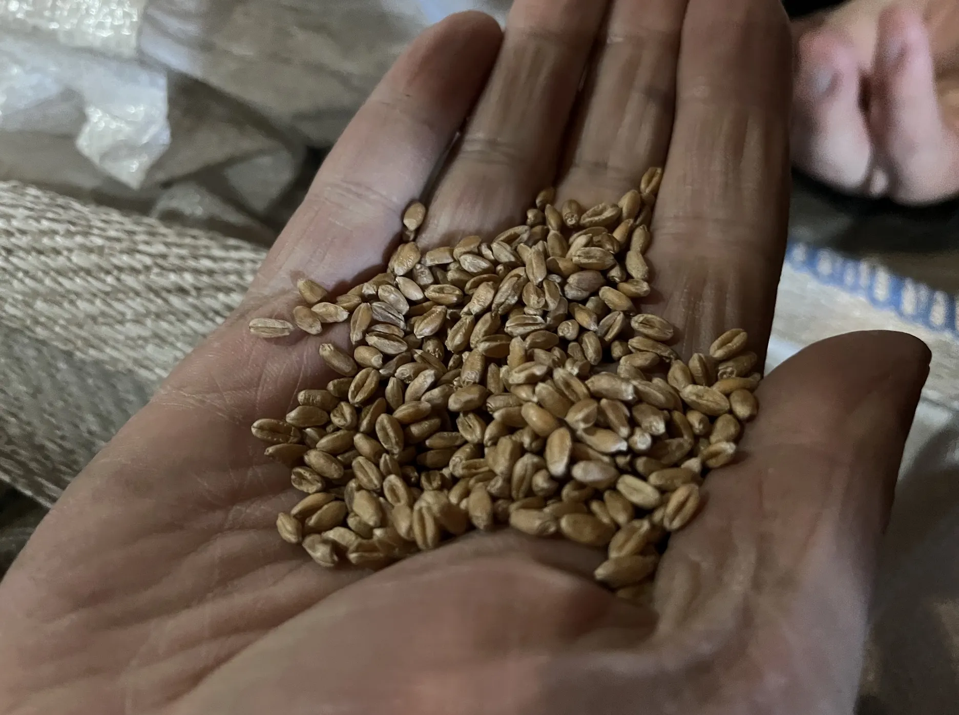 Ukrainian farmer showing grain