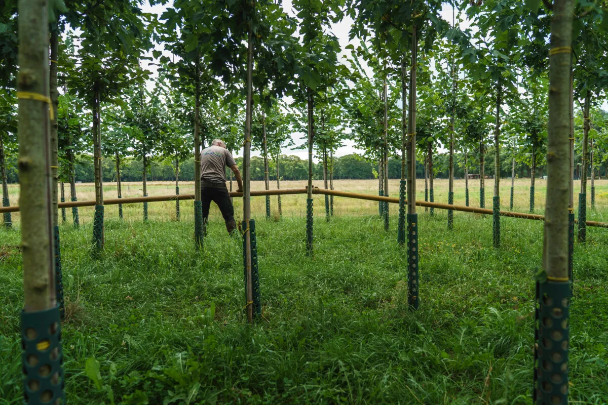 The venerated wood of the Anne Frank tree