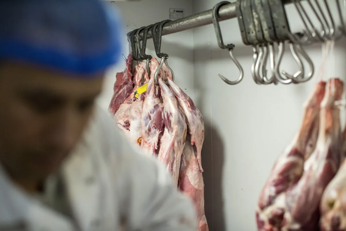 Religious slaughter passé? Five questions about a controversial law